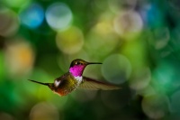 Kolibrik beloskvrnny - Magenta-throated Woodstar - Calliphlox bryantae 6111_2